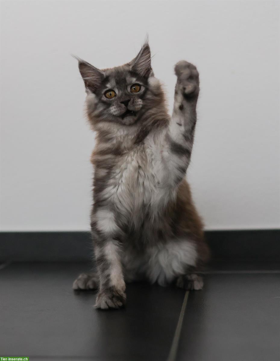 Bild 3: Maine Coon Mädchen in blue smoke mit Stammbaum