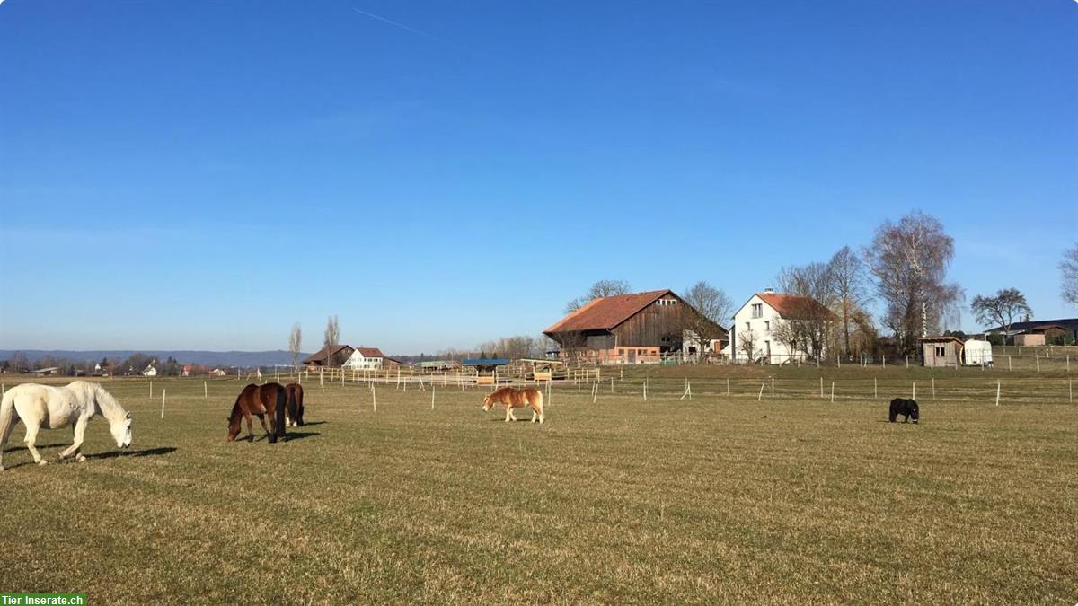 Bild 2: Biete 1-2 Offenstallplätze in Marthalen, Zürcher Weinland