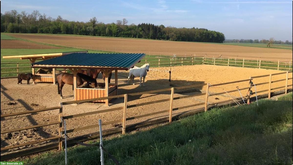 Bild 7: Biete 1-2 Offenstallplätze in Marthalen, Zürcher Weinland