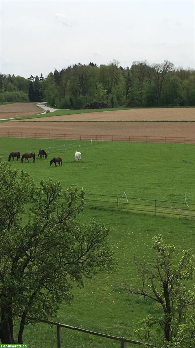 Bild 8: Biete 1-2 Offenstallplätze in Marthalen, Zürcher Weinland