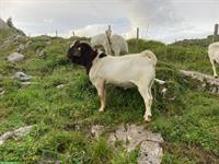 Burenziegen Bock und Jungtiere zu verkaufen