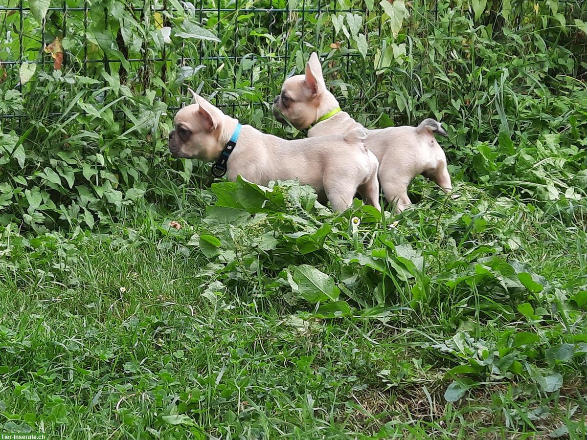 2 Französische Bulldoggen Welpen, männlich & weiblich