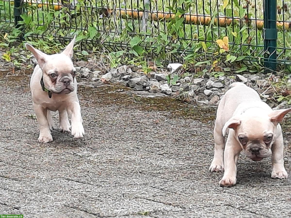 Bild 4: 2 Französische Bulldoggen Welpen, männlich & weiblich