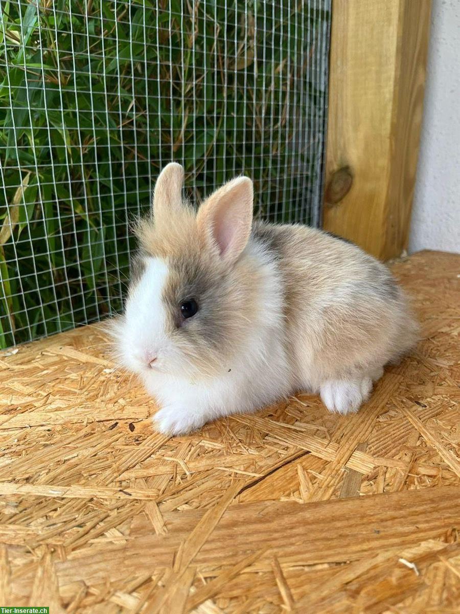 Bild 5: Junge Zwergkaninchen zu verkaufen aus Hobbyzucht