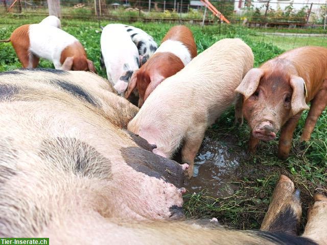 Ferkel Turopolje x Deutsches Sattelschwein