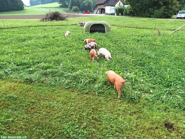 Bild 3: Ferkel Turopolje x Deutsches Sattelschwein