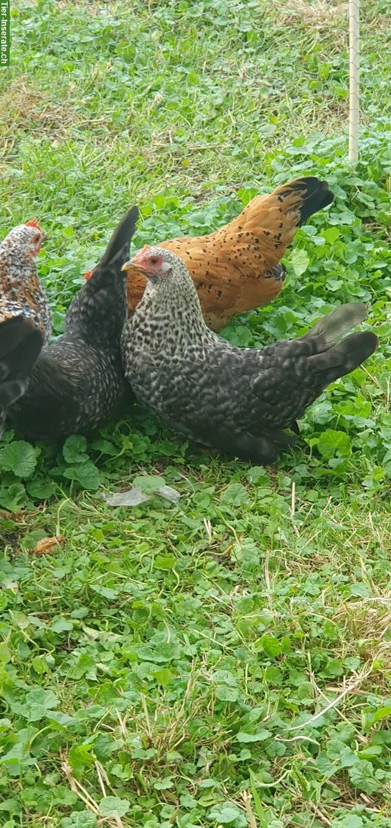 Bild 3: 4 junge Chabo Hennen zu verkaufen