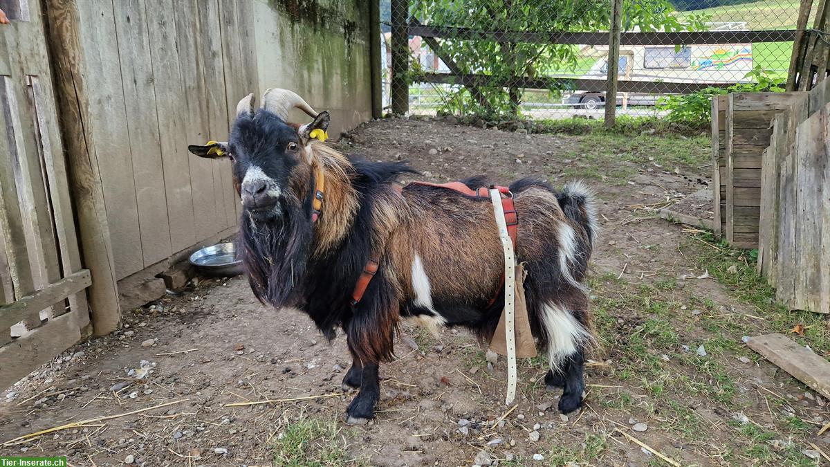 Bild 2: Zwergziegenbock zum decken