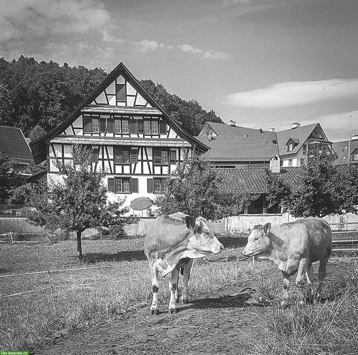 Bild 2: Zürcher Weide-Beef aus Mutterkuhhaltung direkt ab Hof