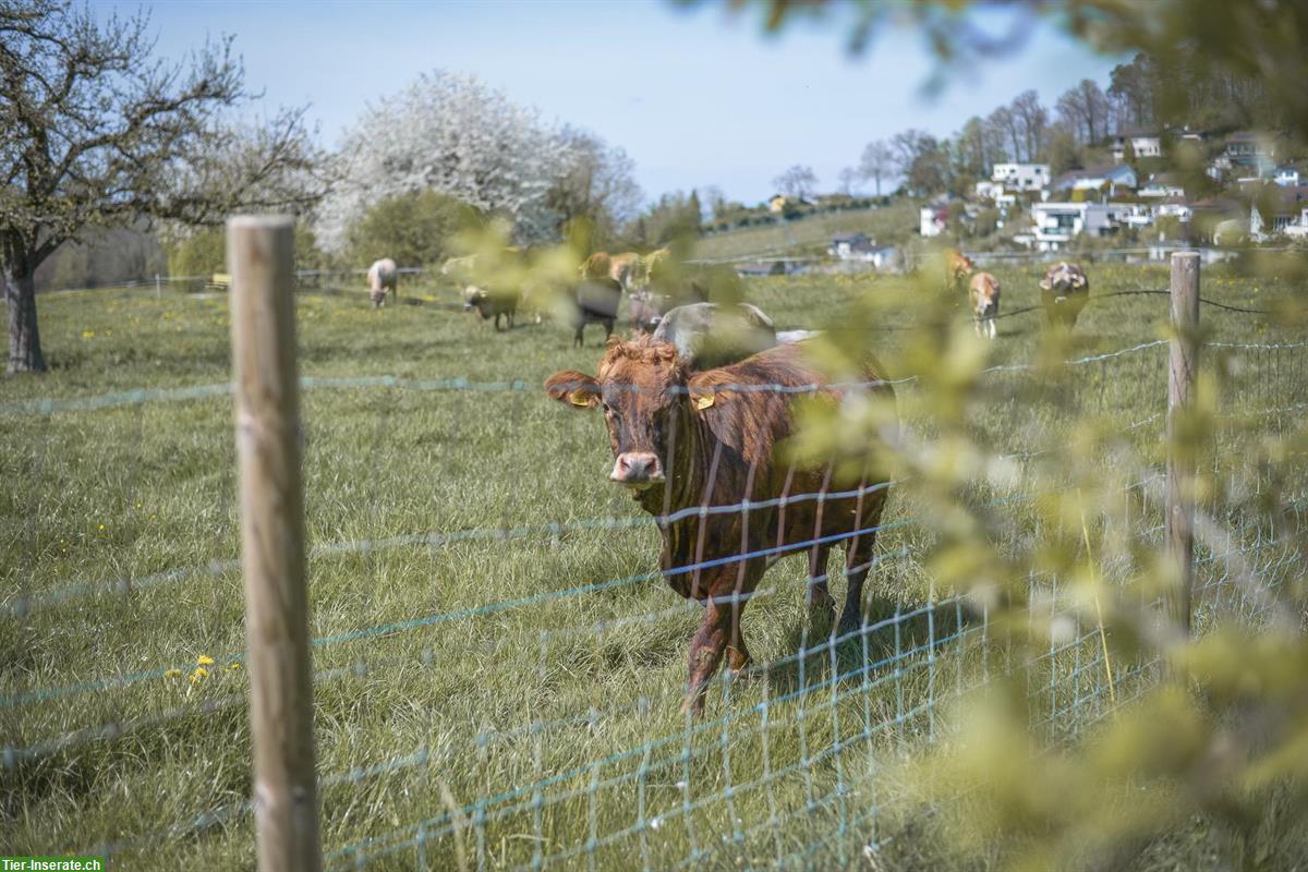 Bild 3: Zürcher Weide-Beef aus Mutterkuhhaltung direkt ab Hof