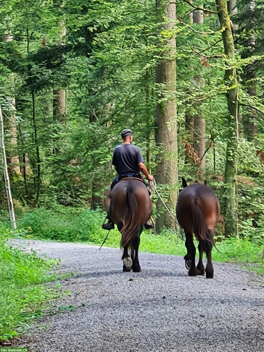 Reitbeteiligung für ca. 7-tägigen Wanderritt der Thur entlang