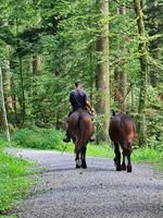 Reitbeteiligung für ca. 7-tägigen Wanderritt der Thur entlang