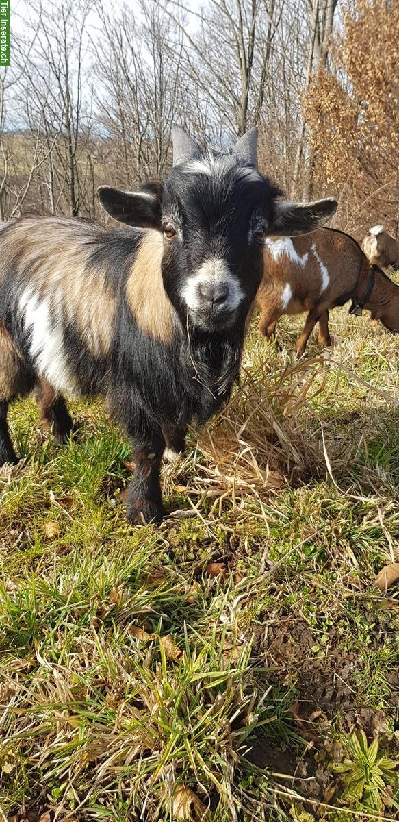 Zwergziegenbock mehrfarbig zum Decken abzugeben