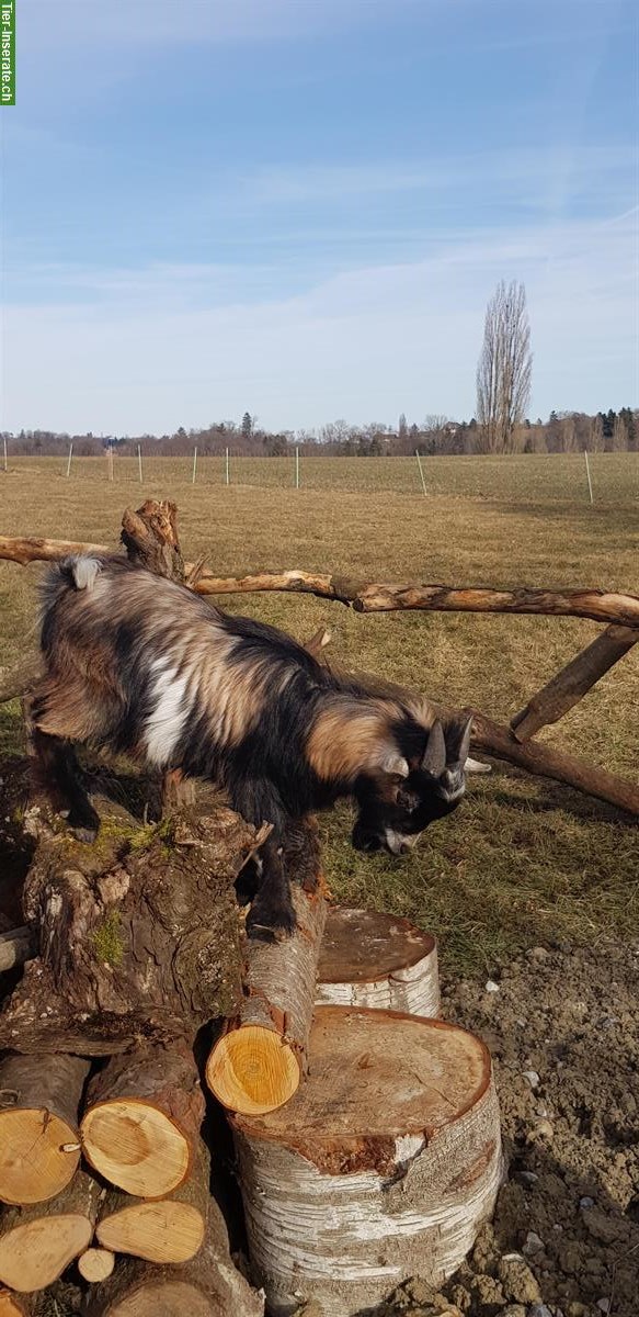 Bild 3: Zwergziegenbock mehrfarbig zum Decken abzugeben