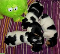 Jack Russell Terrier Welpen, 3-farbig und kurzhaarig