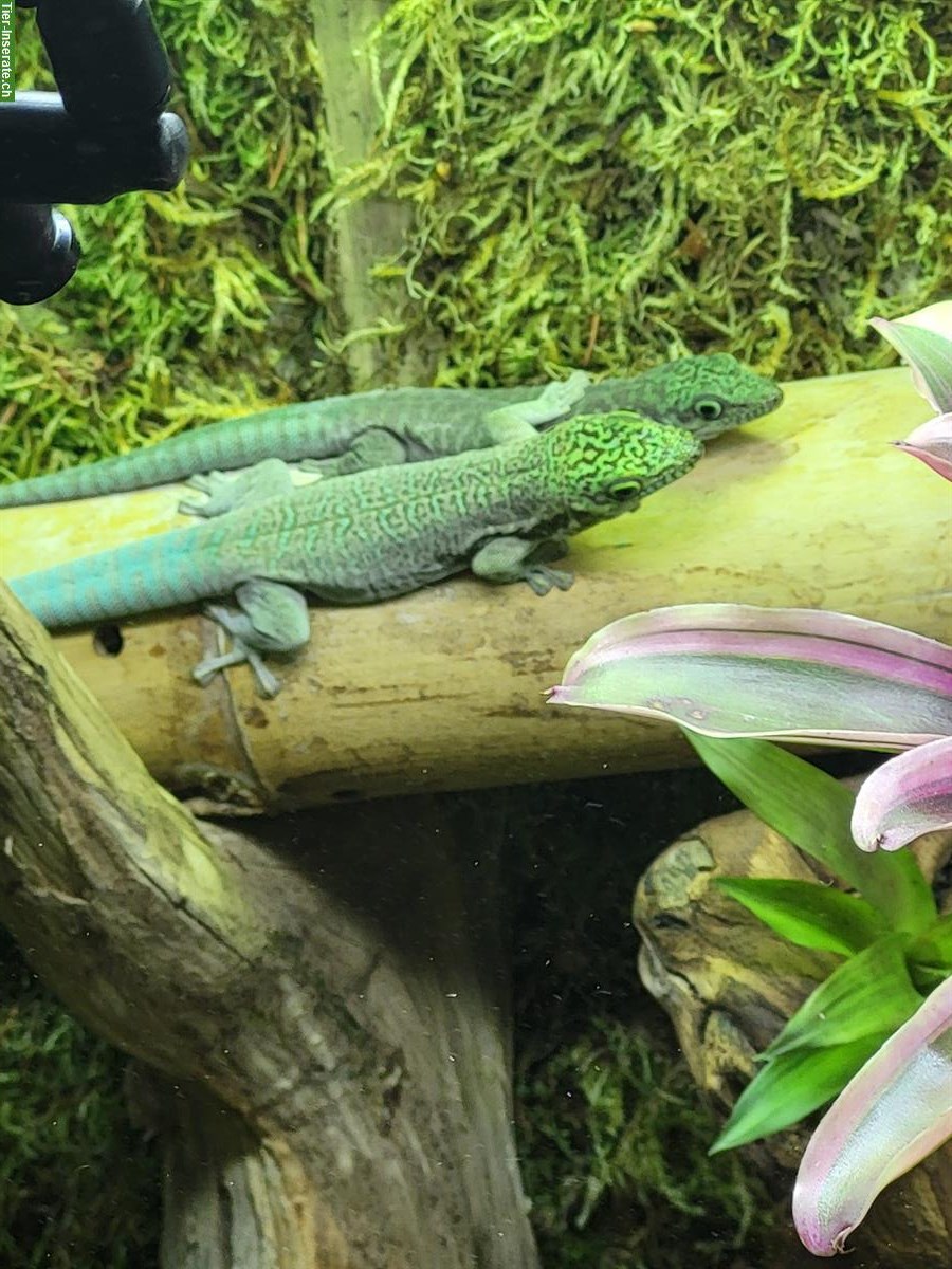 Phelsuma standingi Paar, Querstreifen-Taggecko