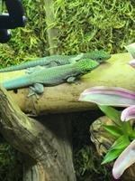 Phelsuma standingi Paar, Querstreifen-Taggecko