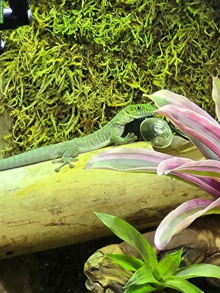 Bild 2: Phelsuma standingi Paar, Querstreifen-Taggecko