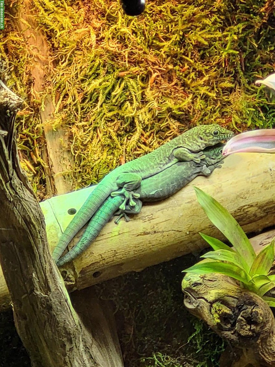 Bild 3: Phelsuma standingi Paar, Querstreifen-Taggecko