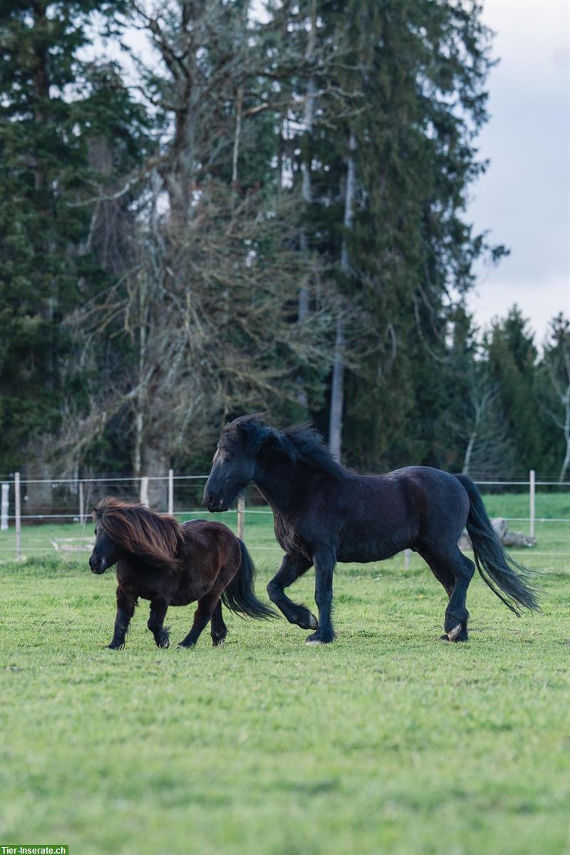 Bild 2: Pflegepony & Pflegeesel nähe Bern, Begegnungshof Hintermatt