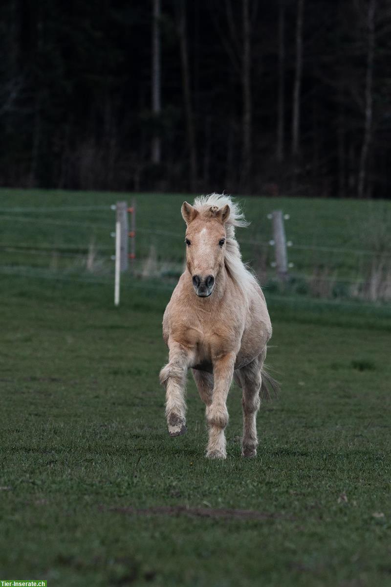 Bild 3: Pflegepony & Pflegeesel nähe Bern, Begegnungshof Hintermatt