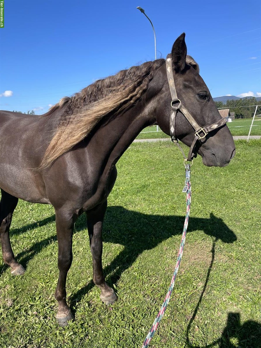 Reitbeteiligung WESTERN auf Rocky Mountain Horse, Wallach 150cm