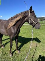 Reitbeteiligung WESTERN auf Rocky Mountain Horse, Wallach 150cm