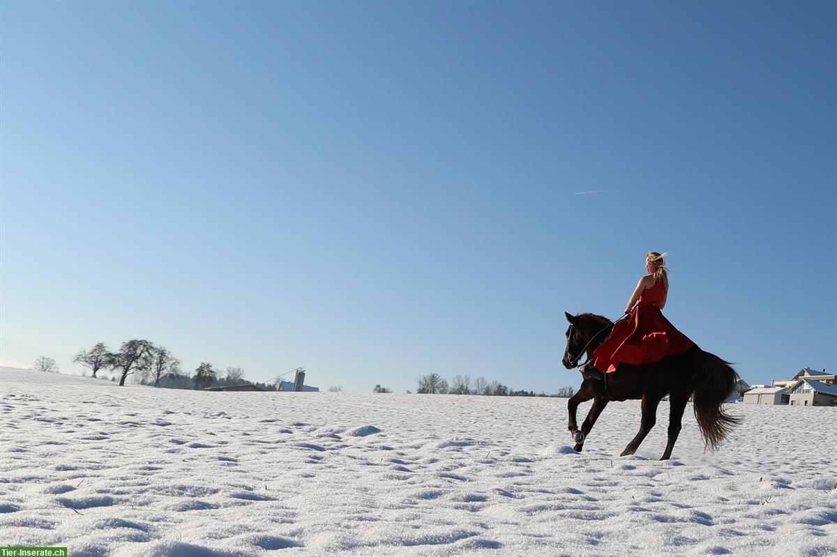 Bild 2: Reitbeteiligung WESTERN auf Rocky Mountain Horse, Wallach 150cm