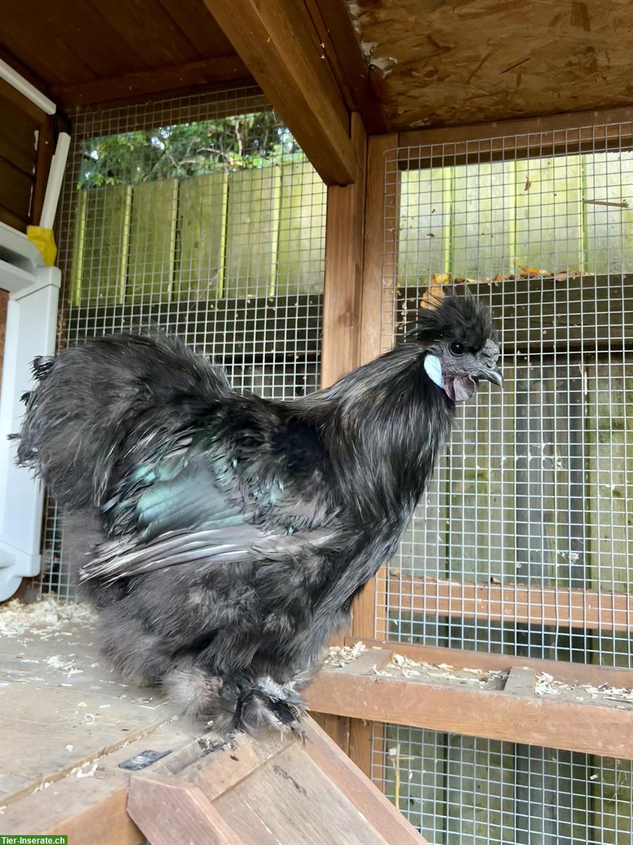 GRATIS: Zwergseidenhuhn Hahn zu verschenken