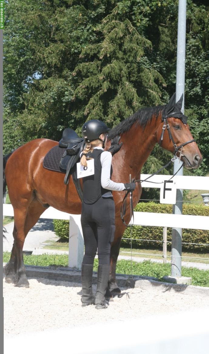 Suche Pony/Pferd als Reitbeteiligung nähe Zürich