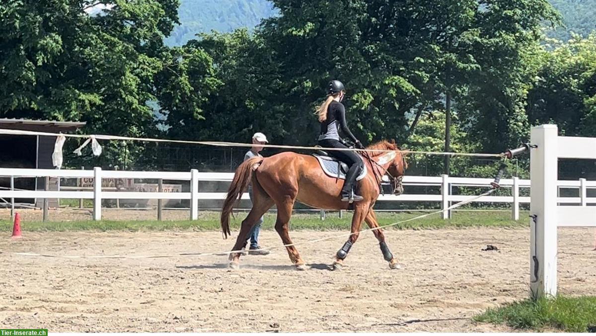 Bild 2: Suche Pony/Pferd als Reitbeteiligung nähe Zürich