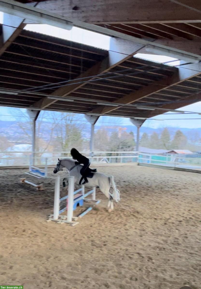 Bild 5: Suche Pony/Pferd als Reitbeteiligung nähe Zürich