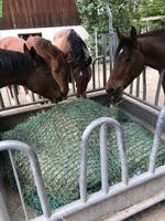 2 Boxen frei in Selbstversorger Stall, Rüti bei Büren