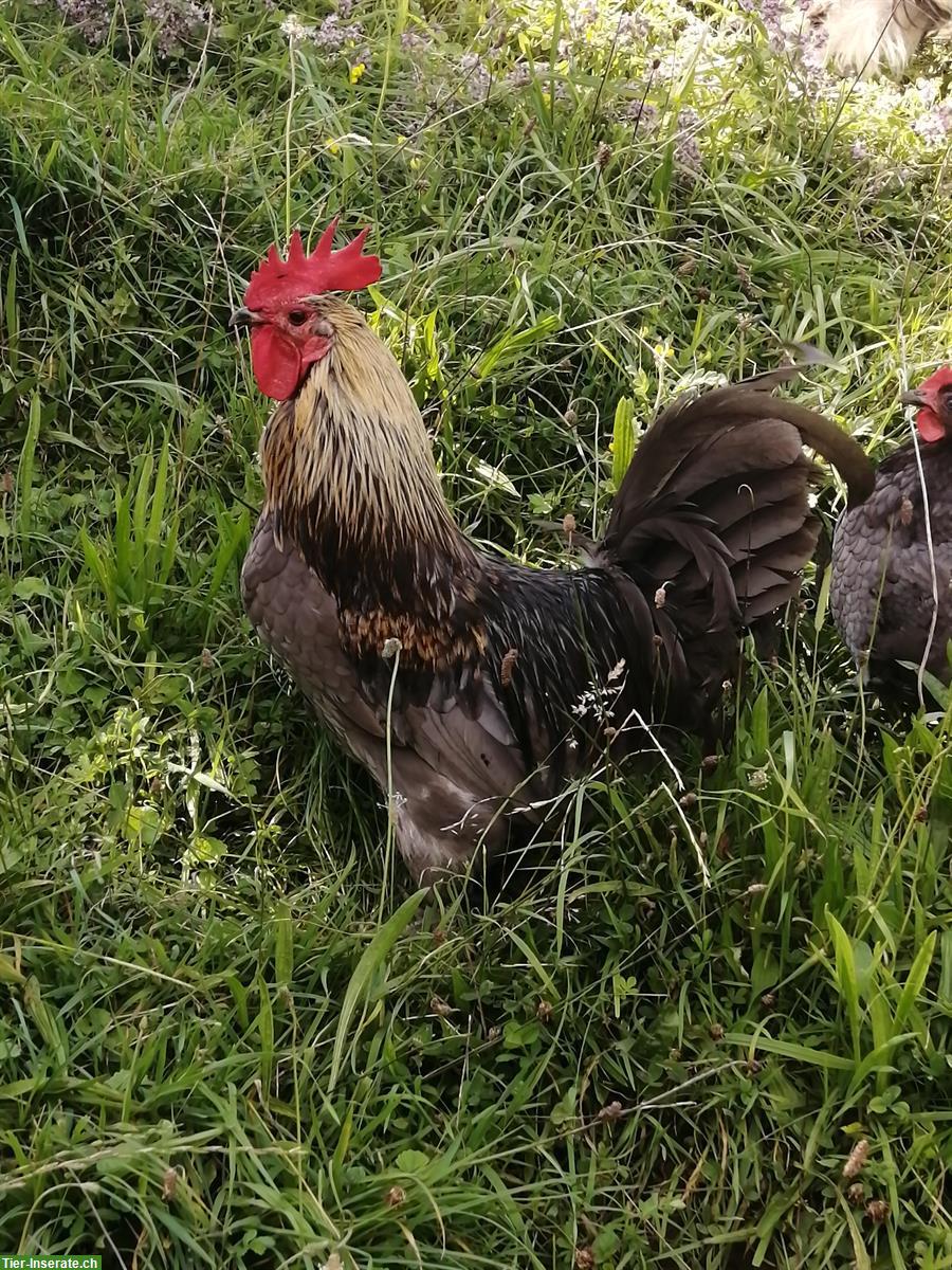 2 Hennen und 3 reinrassige Güggel suchen ein Zuhause