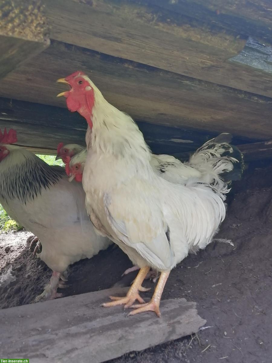 Bild 3: 2 Hennen und 3 reinrassige Güggel suchen ein Zuhause