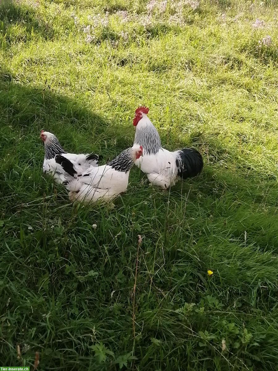 Bild 5: 2 Hennen und 3 reinrassige Güggel suchen ein Zuhause