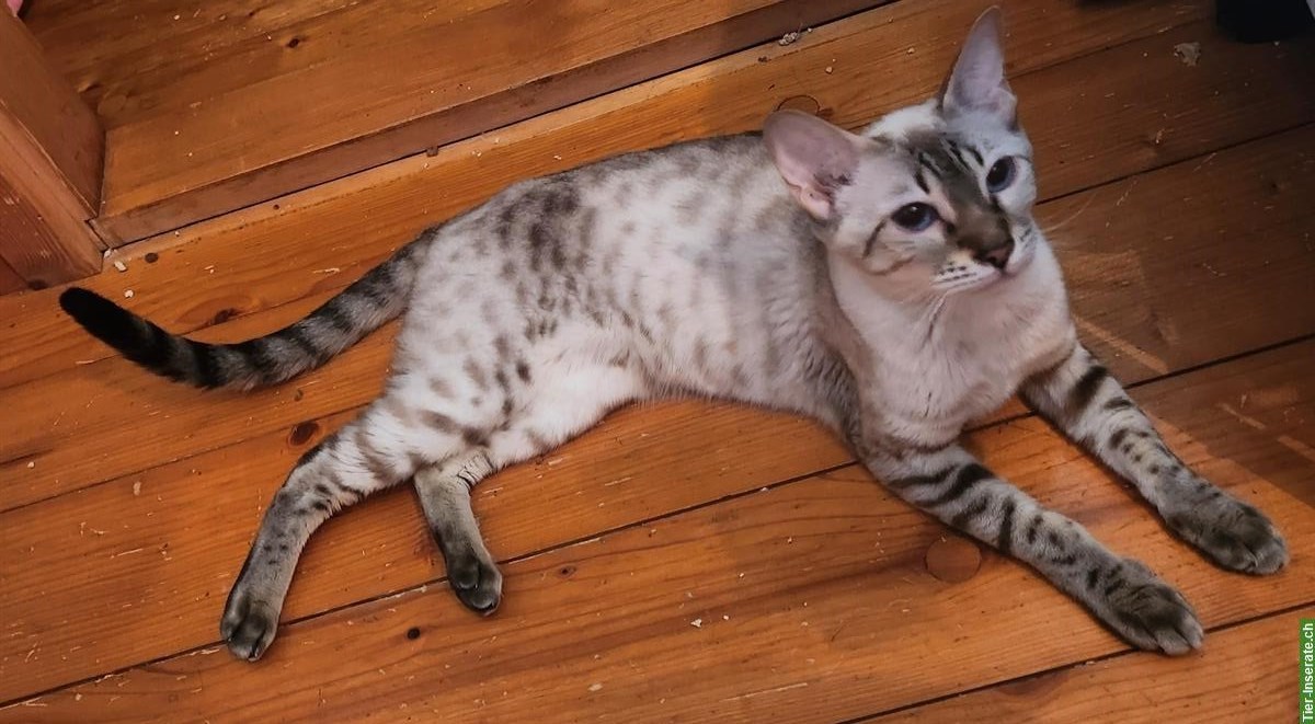 Bengal Kätzin, seal mink spotted tabby