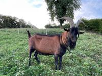 4-jähriger Ziegenbock, Gemsfarbige Gebirgsziege