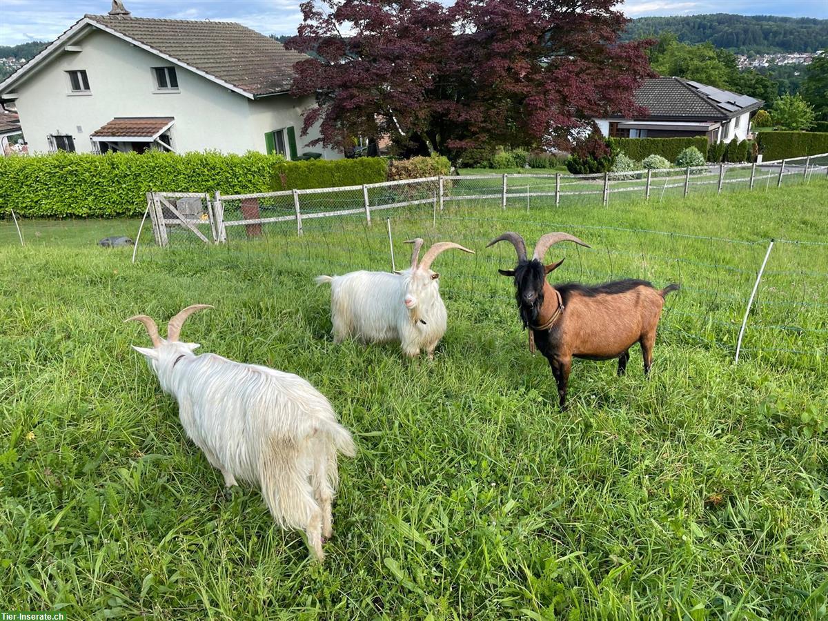 Bild 3: 4-jähriger Ziegenbock, Gemsfarbige Gebirgsziege