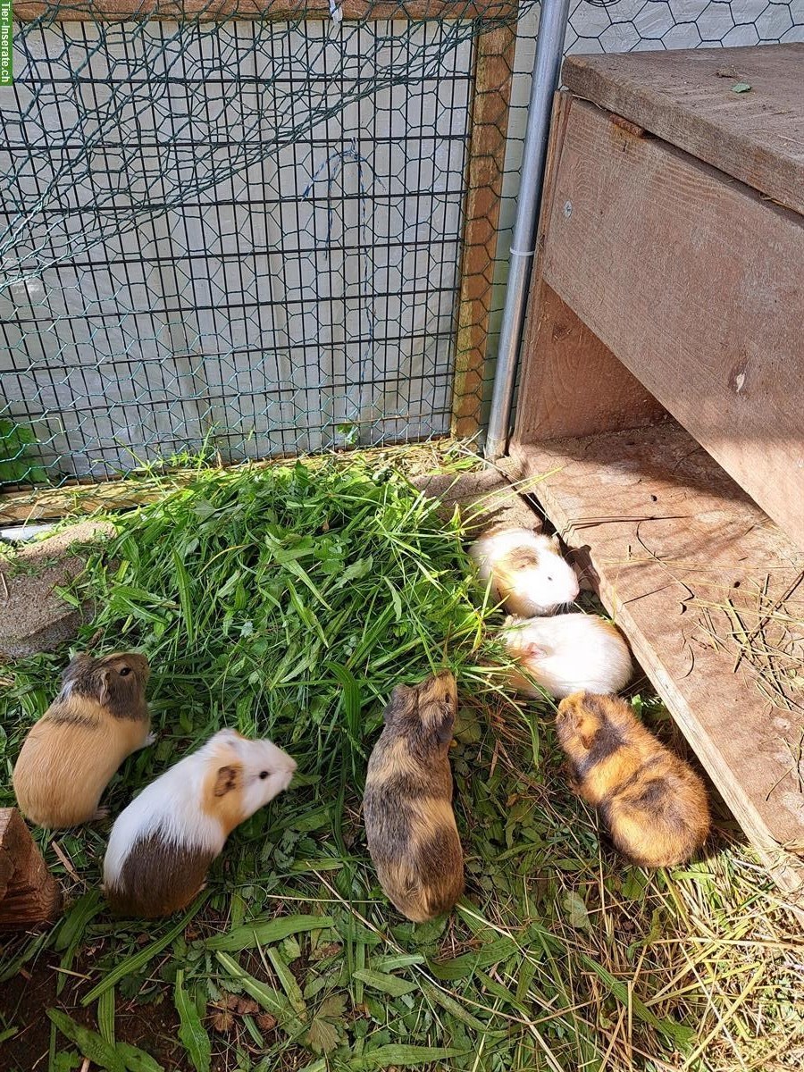 Bild 4: JUNGE Meerschweinchen suchen Lebensplätze