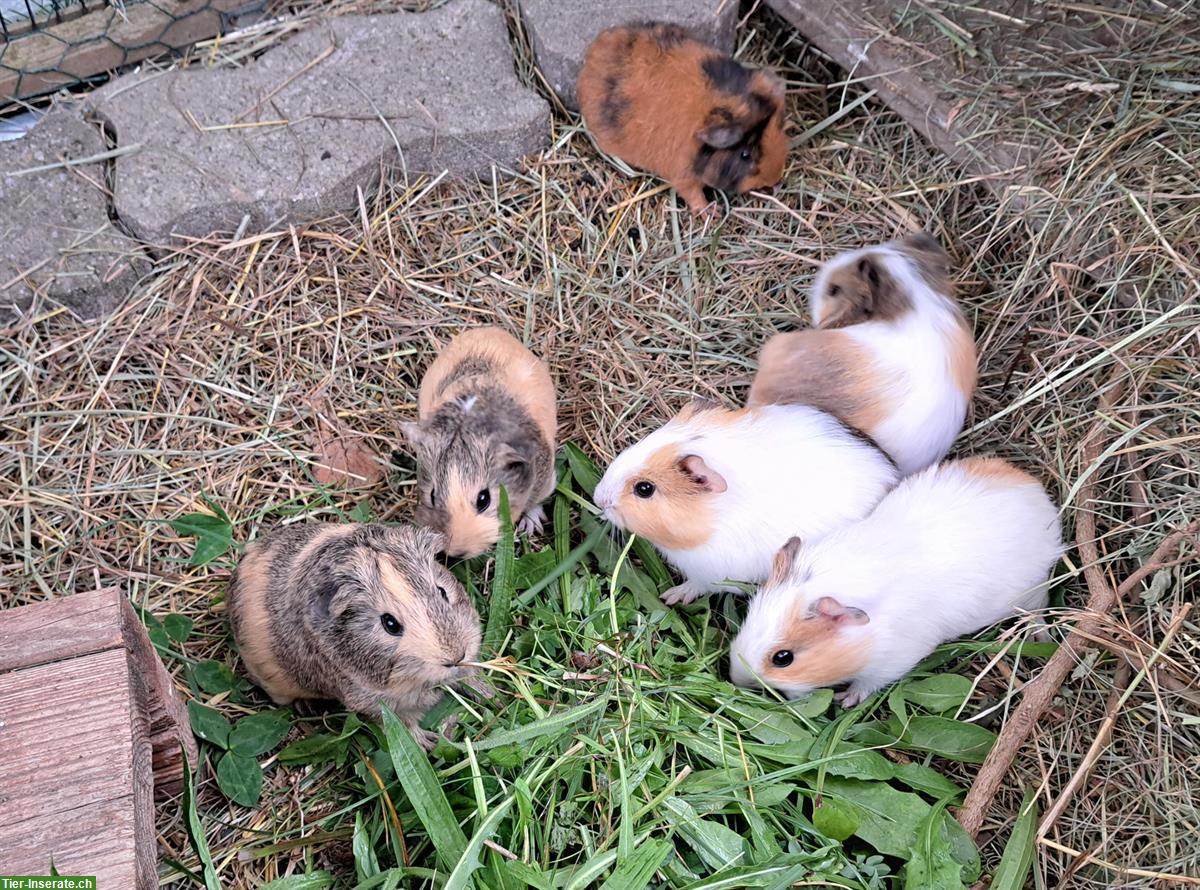 Bild 6: JUNGE Meerschweinchen suchen Lebensplätze