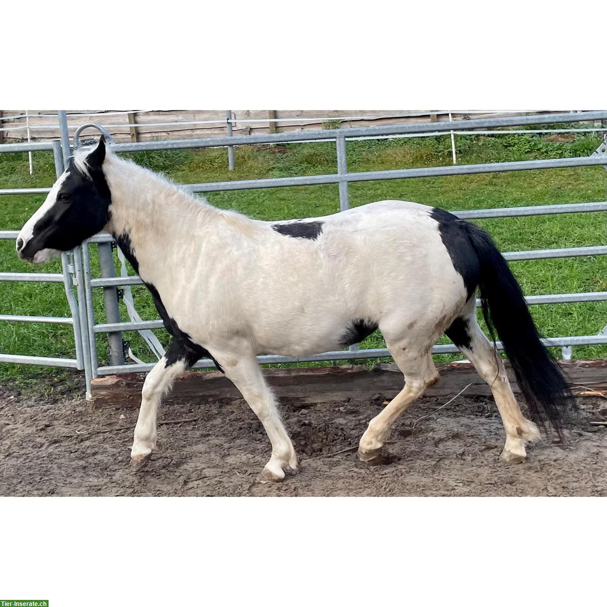 Pony Stute, Jahrgang 2019, Stockmass 1.25m