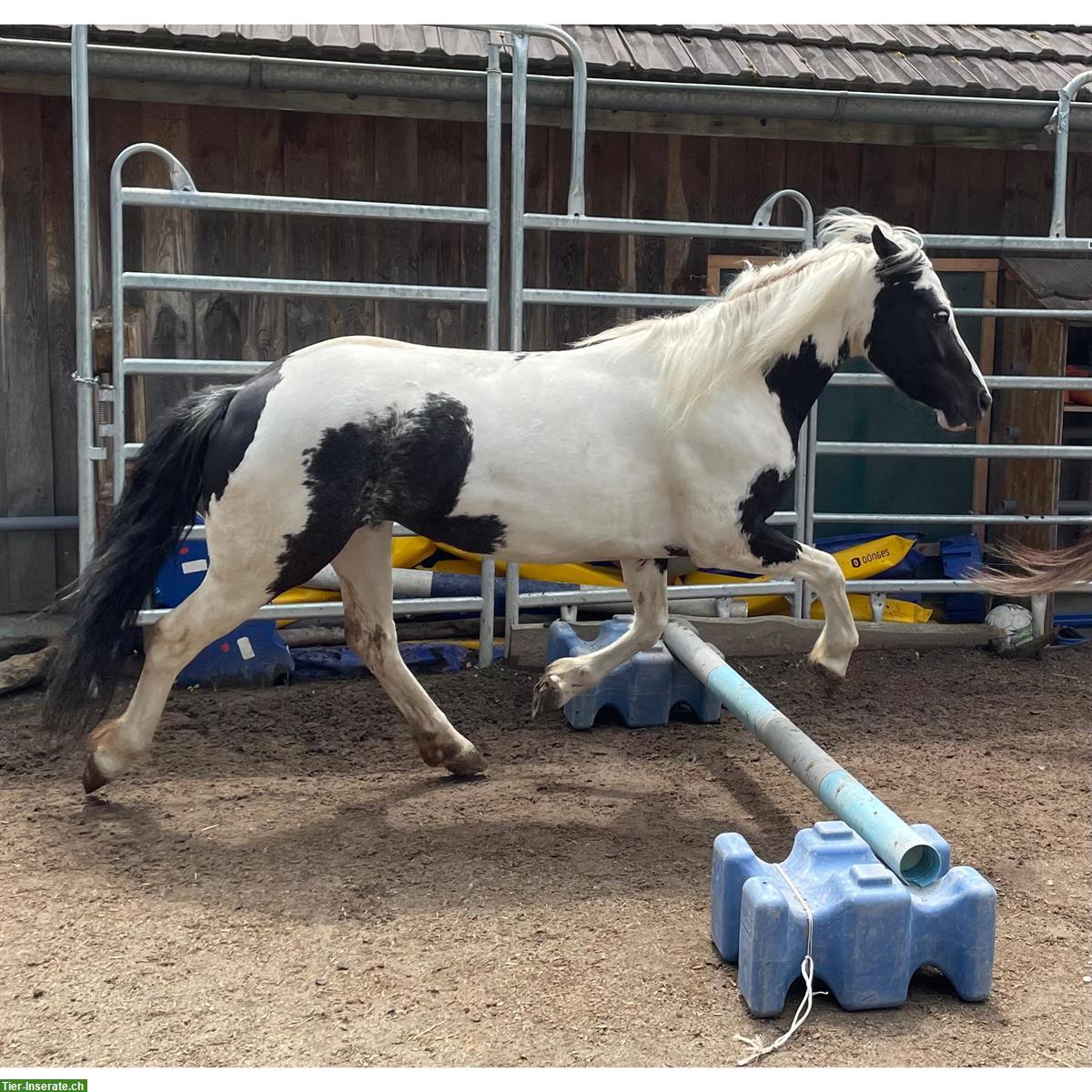 Bild 3: Pony Stute, Jahrgang 2019, Stockmass 1.25m