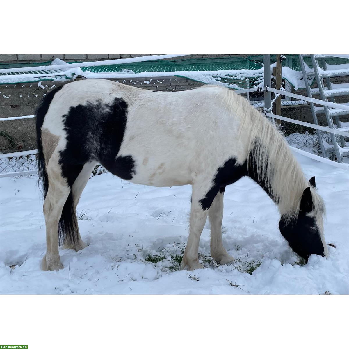 Bild 4: Pony Stute, Jahrgang 2019, Stockmass 1.25m