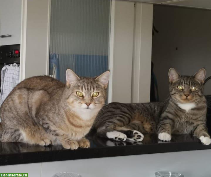 Maine Coon Mischlinge, Geschwister, männlich & weiblich