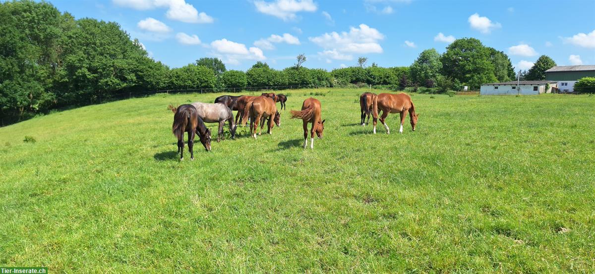 Bild 6: Zucht- und Aufzuchtplätze frei, 24873 Havetoft, Schleswig-Holstein