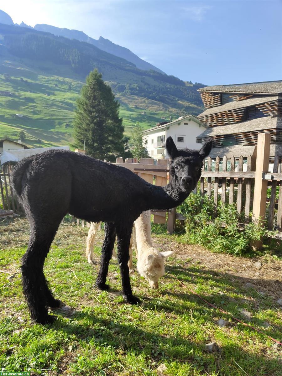 Bild 3: Alpaka Junghengste Dali & DaVinci, im Herdebuch eingetragen