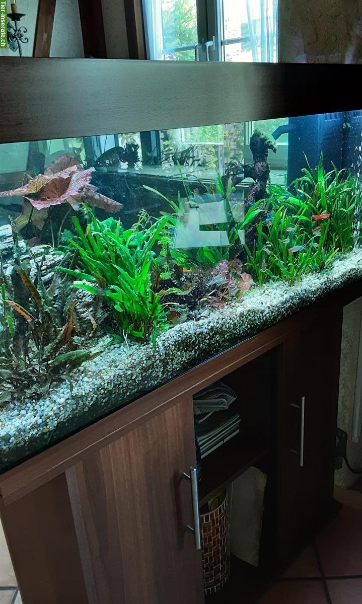 Bild 5: Aquarium komplett mit Unterschrank, Fische, Zubehör