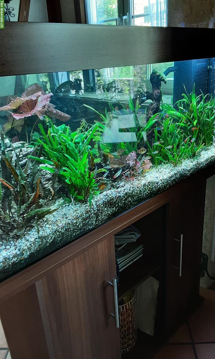 Bild 6: Aquarium komplett mit Unterschrank, Fische, Zubehör