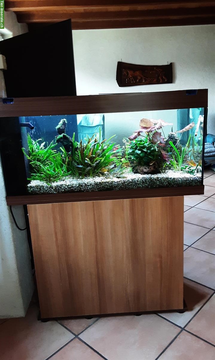 Bild 7: Aquarium komplett mit Unterschrank, Fische, Zubehör